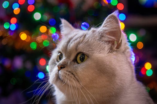 Jak Vytvořit Útulnou Vánoční Atmosféru ve Vašem Domově